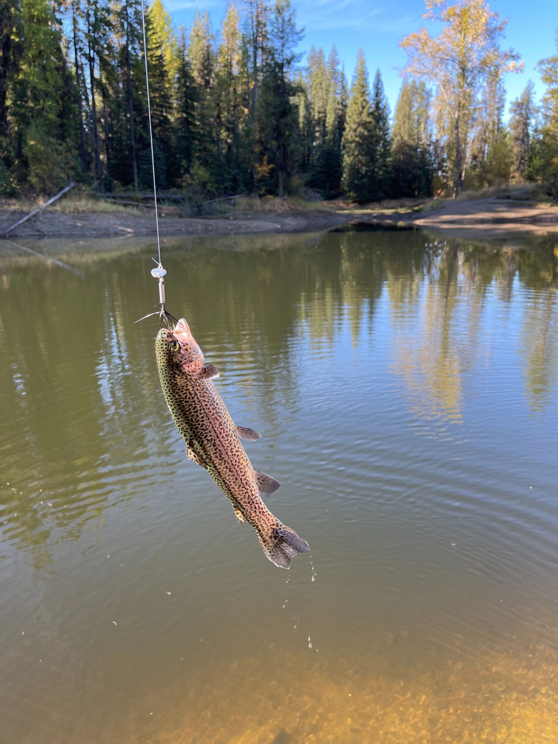 Trout Fishing at Crowley Lake